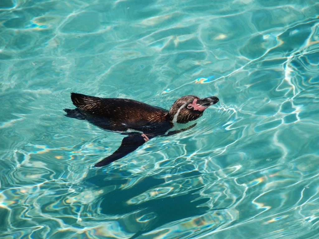 ペンギン