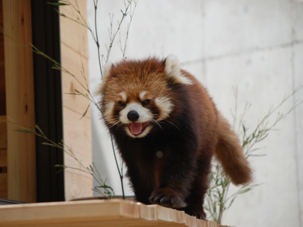 動物02