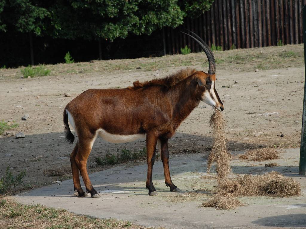 動物04