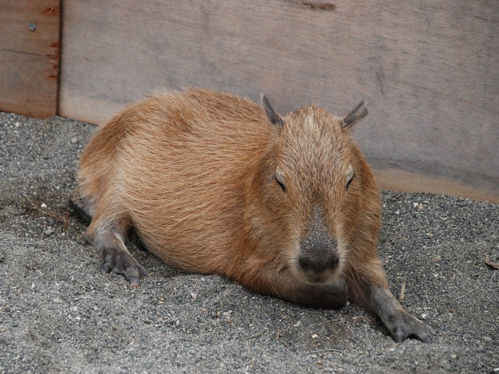 動物06
