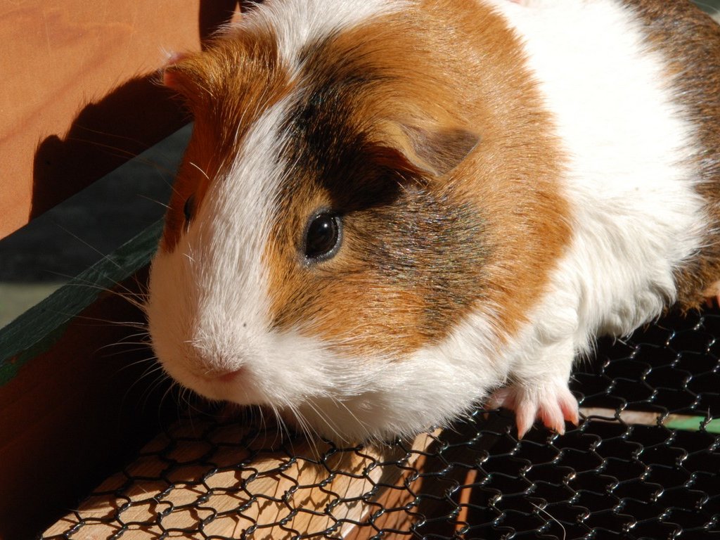 動物08