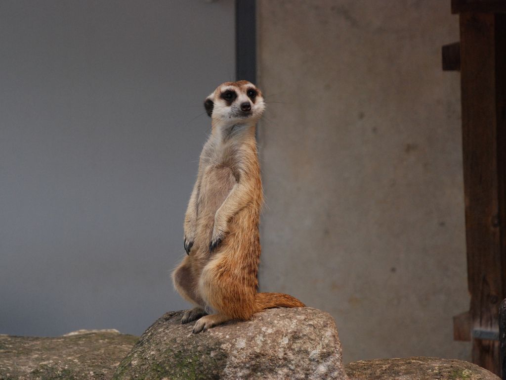 動物09