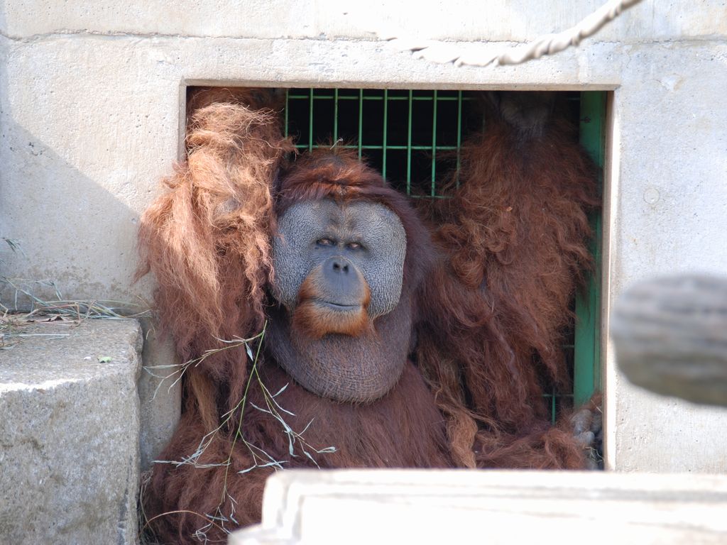 動物12